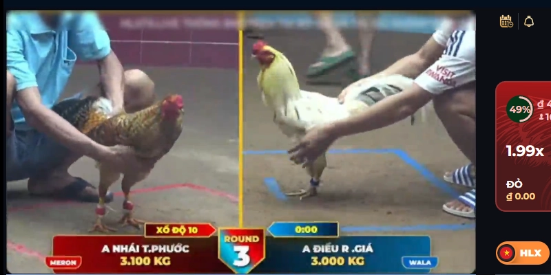 Cách lựa chọn Gà Đá chuẩn qua xem tướng