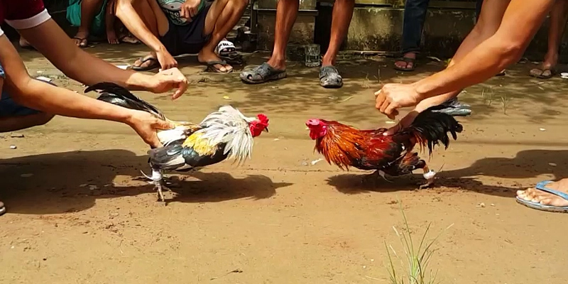 Chọn Gà Chọi tiêu chuẩn thông qua “cách chăm sóc” Chọn Gà Chọi tiêu chuẩn thông qua “cách chăm sóc”