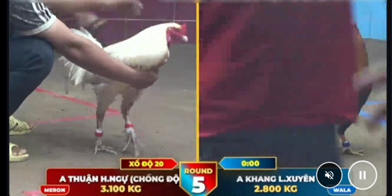 Kinh nghiệm soi kèo Đá Gà trực tuyến hiệu quả Kinh nghiệm soi kèo Đá Gà trực tuyến hiệu quả
