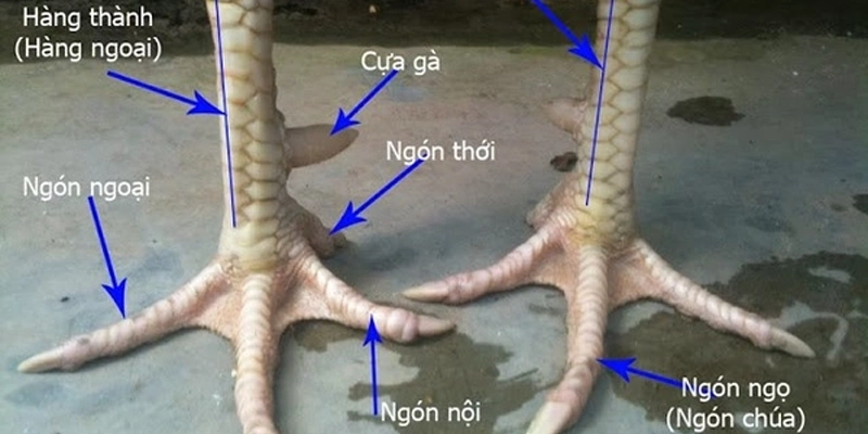 Mẹo chọn Gà Chọi theo “quy tắc vàng”